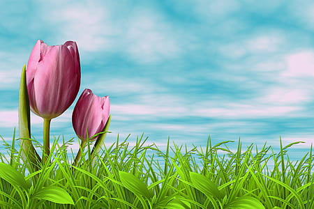 selective focus photography pink tulip flowers thumbnail