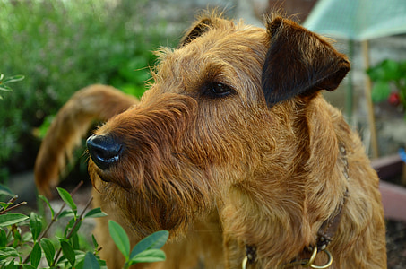 dog standing near bushes thumbnail
