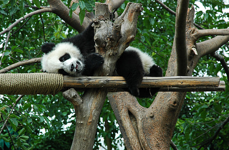 low angle photography of panda lying on tree thumbnail