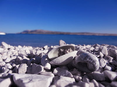 white shell surrounded by stones thumbnail