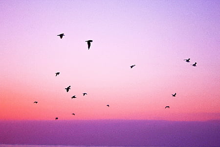 flock of birds flying thumbnail