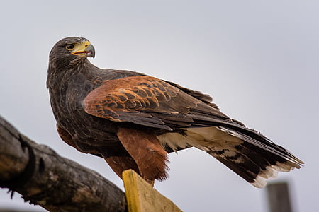 close-up photo of falcon standing on branch during daytime thumbnail