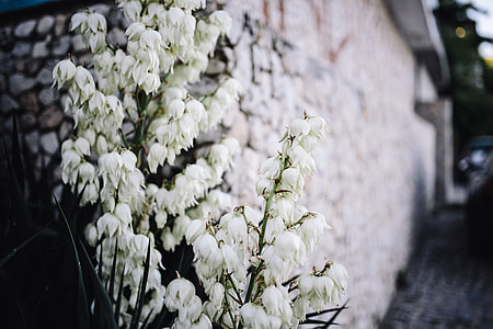 Bushes of the blossoming yucca thumbnail