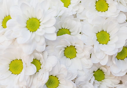flowers, petals, pollen, bloom thumbnail