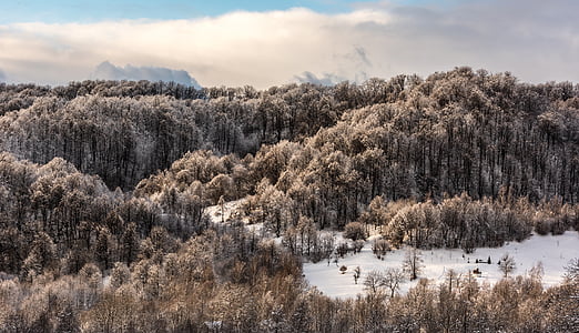 bird's eye view of forest coated snow thumbnail