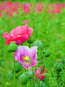 pink poppy flower in selective focus photography thumbnail