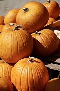 pumpkin lot thumbnail