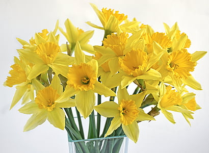 bouquet of yellow daffodils in vase thumbnail
