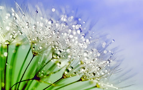 macro photography of white dandelion flower with water droplets thumbnail