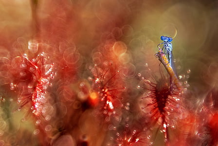 selective focus photography of blue damselfly thumbnail