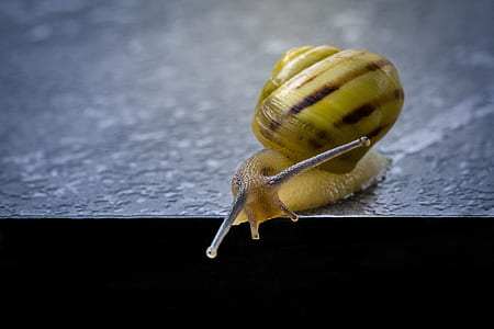 close-up photo of beige snail on gray surface thumbnail