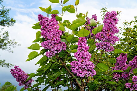 purple petaled flowers thumbnail