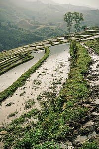 closeup photo of rice terraces thumbnail
