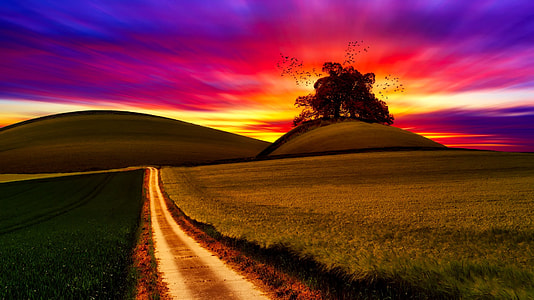 road between field wallpaper thumbnail