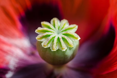 red, purple, and green flower thumbnail