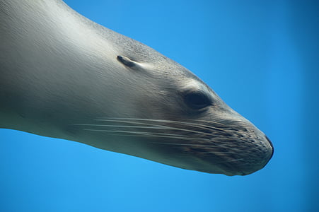seal underwater closeup photo thumbnail