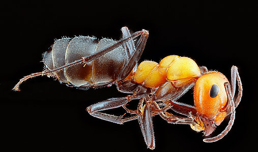 red fire ant illustration thumbnail