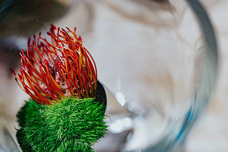 Close-ups of flowers and plants thumbnail
