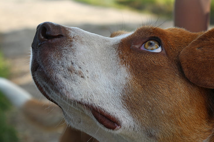 short-coated brown and white dog close-up photo