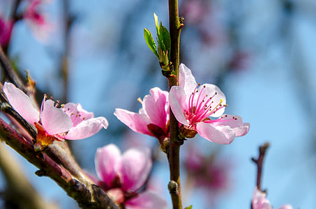 shallow focus photography of pink flowers thumbnail