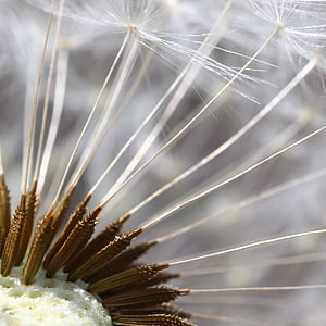 close up photography of white dandelion flower thumbnail