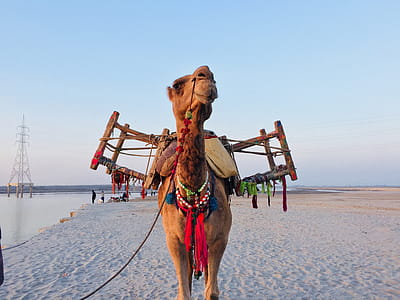 Brown Camel thumbnail