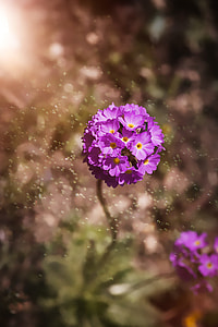 selective focus photography of purple petaled flower thumbnail