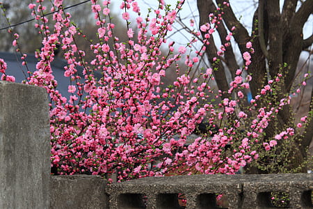 pink flowers on cinder blocks thumbnail