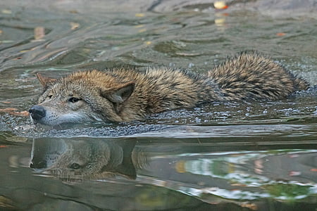 brown wolf on body of water thumbnail
