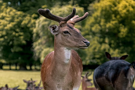 Beautiful portrait of deer at forest thumbnail