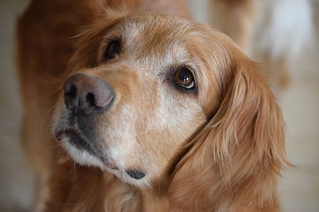 closeup photography of Golden Retriever thumbnail