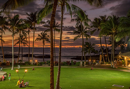 green palm trees thumbnail