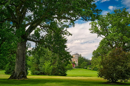 green trees and lawn grass thumbnail