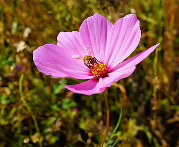 honeybee perched on purple petaled flower in closeup photography thumbnail