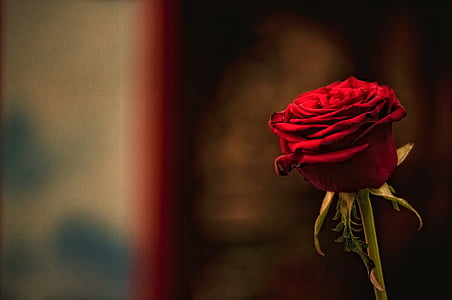 close-up photography of rose flower in bloom thumbnail
