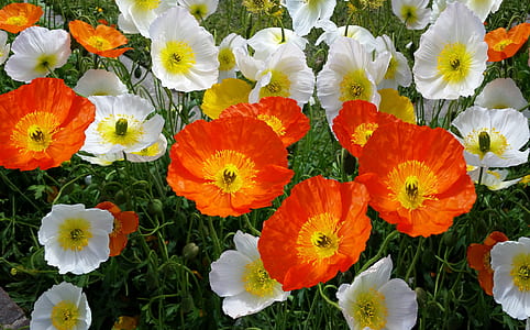 close-up photo of white and red poppies thumbnail
