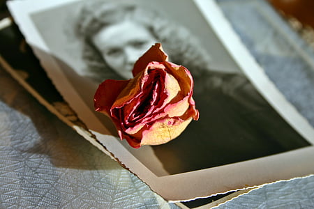 red rose on photo of woman in jacket thumbnail