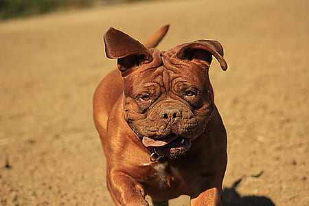 selective focus photo of French mastiff running across brown sand thumbnail