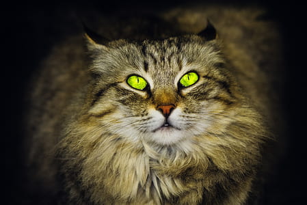 gray cat in dark room thumbnail