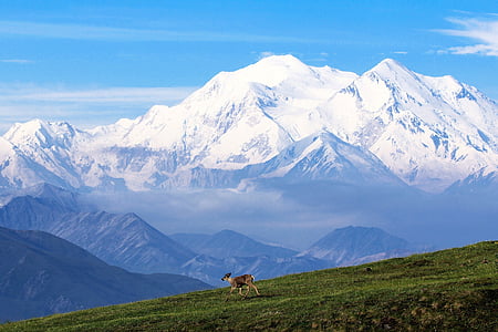 brown deer on green grass with mountain on distance thumbnail