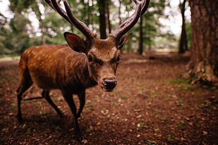 Deer looking into the Camera thumbnail