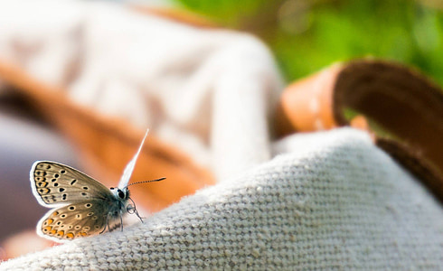 close-up photo of common blue butterfly perched on white textile thumbnail