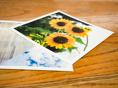 sunflower portraits on brown table thumbnail