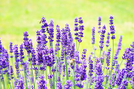 lavender flower field during daytime thumbnail
