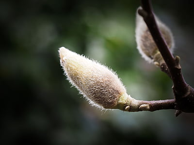 depth of field photography of flower bud thumbnail