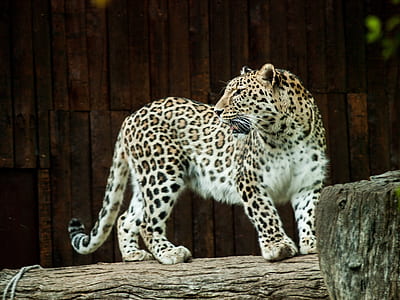 leopard on log thumbnail