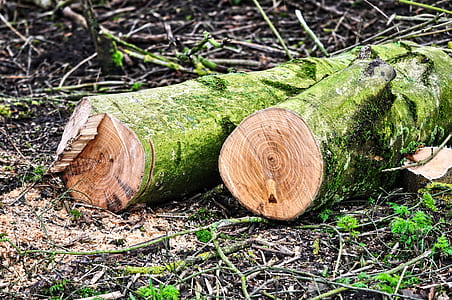 tree logs thumbnail
