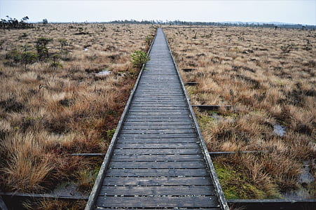 photo of brown dock surrounded by green grass thumbnail