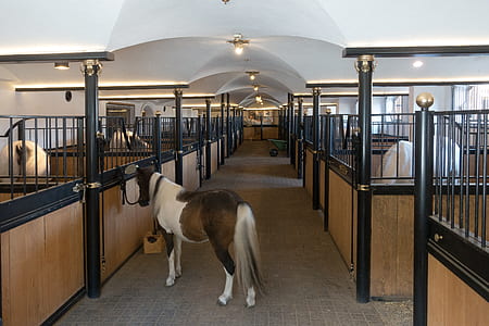 white and gray pony beside wooden horse cage in building thumbnail