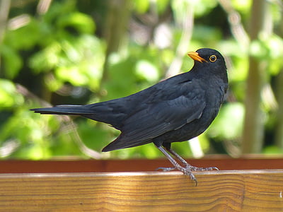 black bird standing on brown wooden surface thumbnail